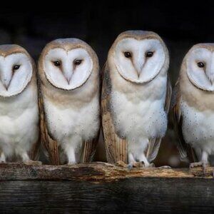 Meet your Posher, Bunzo